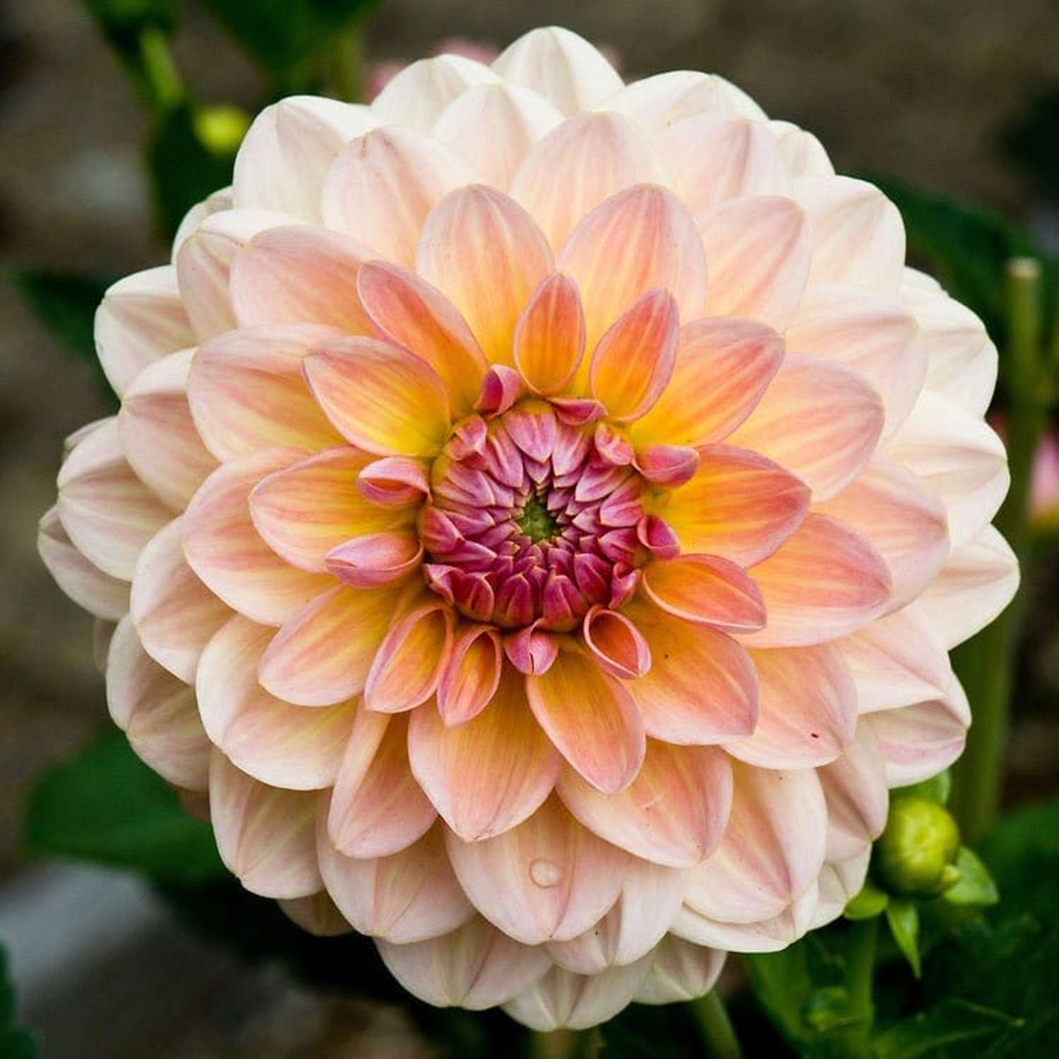 Daalia 'Maya'